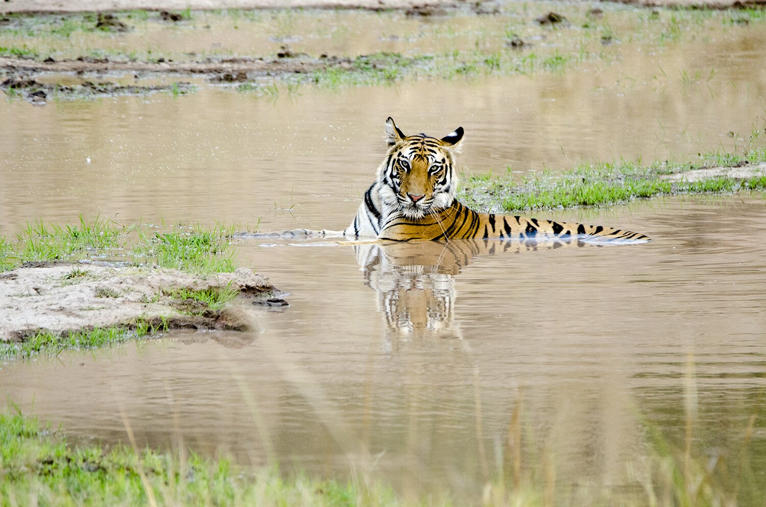 Bandhavgarh Tiger 4